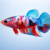 Female Betta — betta fish temperature — Betta Fighter fish UK — side profile on a plain background — representative image - view 3