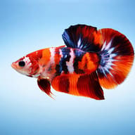 Betta spl. male plakat koi — betta fish temperature — Betta Fighter fish UK — side profile on a plain background - view 3