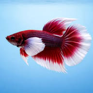Betta spl. male plakat big ears mix — betta fish temperature — Betta Fighter fish UK — side profile on a plain background - view 3