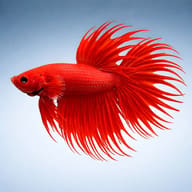 Betta spl. male crowntail red — betta fish temperature — Betta Fighter fish UK — side profile on a plain background - view 3