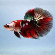 Side view of a red-marble Super Delta-type betta - view 3