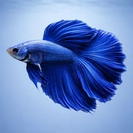 Illustrative side view of a blue male Super Delta Betta (Betta splendens) — representative image - view 3
