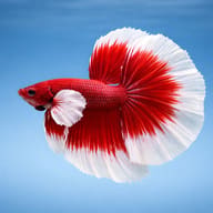 Betta spl. male SuperDelta big ears mix — betta fish temperature — Betta Fighter fish UK — side profile on a plain background - view 3