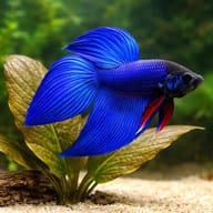 Libby Betta, Split-Tailed Betta Blue - XL — betta fish temperature — Betta Fighter fish UK - view 4