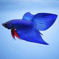 Libby Betta, Split-Tailed Betta Blue - XL — betta fish temperature — Betta Fighter fish UK - view 3