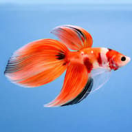 Veiltail Nemo Male Betta — betta fish temperature — Betta Fighter fish UK — side profile on a plain background - view 3