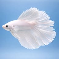 Libby Betta, Split-Tailed Betta White - XL — betta fish temperature — Betta Fighter fish UK - view 3