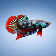 Crescent Betta, Peaceful Betta — betta fish UK — Betta Fighter fish UK — side profile on a plain background - view 3
