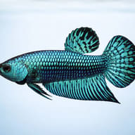 Betta spl. male Alien green — betta fish UK — Betta Fighter fish UK — side profile on a plain background - view 6