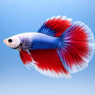 Betta paradise mixed colors 1,9 l — side profile on a plain background — representative image - view 3