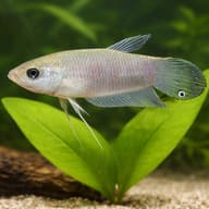Mouthbrooding Betta, Penang close view showing fin and scale detail — representative image - view 4