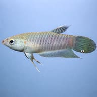 Mouthbrooding Betta, Penang side profile on a plain background — representative image - view 3