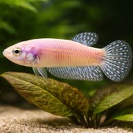 Betta spl. female Alien blue L — close view showing fin and scale detail — representative image - view 4