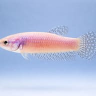 Betta spl. female Alien blue L — side profile on a plain background — representative image - view 3