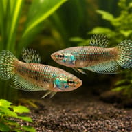 Betta spl. female Alien green L — pair in a planted aquarium — representative image - view 2