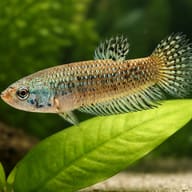 Betta spl. female Alien green L — close view showing fin and scale detail — representative image - view 4