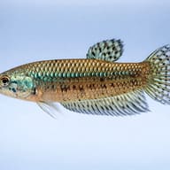 Betta spl. female Alien green L — side profile on a plain background — representative image - view 3