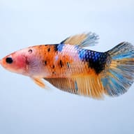 Betta spl. female Giant Nemo XL — side profile on a plain background — representative image - view 3