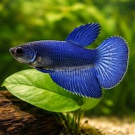 Betta spl. female Halfmoon Blue XL — close view showing fin and scale detail — representative image - view 4