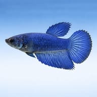Betta spl. female Halfmoon Blue XL — side profile on a plain background — representative image - view 3