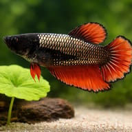 Betta spl. female Halfmoon dragon XL — close view showing fin and scale detail — representative image - view 4
