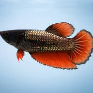 Betta spl. female Halfmoon dragon XL — side profile on a plain background — representative image - view 3