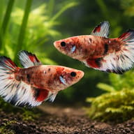 Betta spl. female Halfmoon Koi XL — pair in a planted aquarium — representative image - view 2