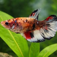 Betta spl. female Halfmoon Koi XL — close view showing fin and scale detail — representative image - view 4