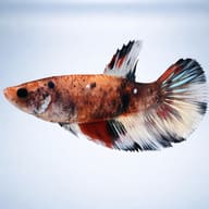 Betta spl. female Halfmoon Koi XL — side profile on a plain background — representative image - view 3