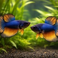 Betta spl. female Halfmoon Mustard XL — pair in a planted aquarium — representative image - view 2