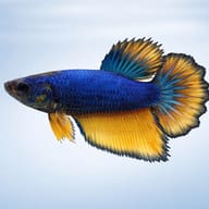 Betta spl. female Halfmoon Mustard XL — side profile on a plain background — representative image - view 3