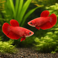 Betta spl. female Halfmoon red XL — pair in a planted aquarium — representative image - view 2