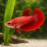 Betta spl. female Halfmoon red XL — close view showing fin and scale detail — representative image - view 4