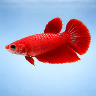 Betta spl. female Halfmoon red XL — side profile on a plain background — representative image - view 3