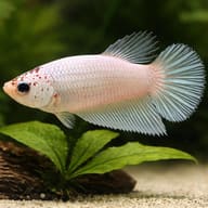 Betta spl. female Halfmoon White XL — close view showing fin and scale detail — representative image - view 4