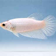 Betta spl. female Halfmoon White XL — side profile on a plain background — representative image - view 3