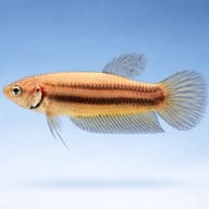 Betta spl. female Mahachaiensis XL — side profile on a plain background — representative image - view 3