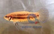 Female Mahachai Betta (Betta mahachaiensis) XL in planted aquarium - view 5