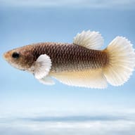 Betta spl. female plakat big ears mix L — side profile on a plain background — representative image - view 3