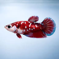 Betta spl. female plakat galaxy L — side profile on a plain background — representative image - view 3