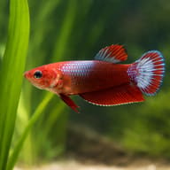 Betta spl. female plakat mix L — close view showing fin and scale detail — representative image - view 4