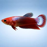 Betta spl. female plakat mix L — side profile on a plain background — representative image - view 3