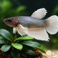 Betta spl. female SuperDelta big ears mix M — close view showing fin and scale detail — representative image - view 4