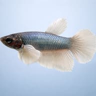 Betta spl. female SuperDelta big ears mix M — side profile on a plain background — representative image - view 3