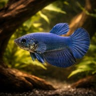 Betta spl. female SuperDelta blue XL — representative image - view 1