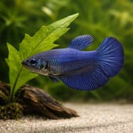 Betta spl. female SuperDelta blue XL — close view showing fin and scale detail — representative image - view 4