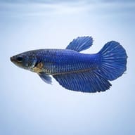 Betta spl. female SuperDelta blue XL — side profile on a plain background — representative image - view 3