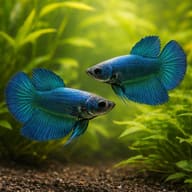 Betta spl. female SuperDelta green XL — pair in a planted aquarium — representative image - view 2