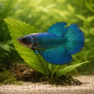 Betta spl. female SuperDelta green XL — close view showing fin and scale detail — representative image - view 4