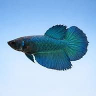 Betta spl. female SuperDelta green XL — side profile on a plain background — representative image - view 3